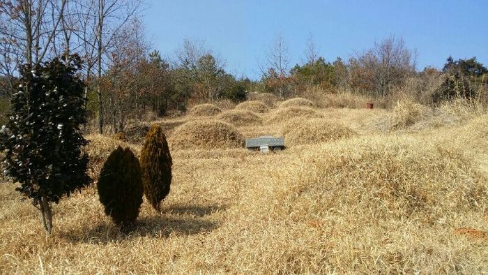 韓国の丘に並ぶ、草に覆われた土まんじゅう型の墓