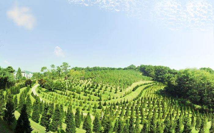 斜面一面に等間隔で植えられた木々が広がる樹木葬林